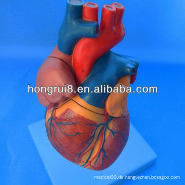 ISO Advanced Anatomical Heart Modell, Medical Herz Modell